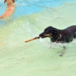 Hundebadetag: Vierbeiner planschen in Freibad