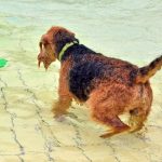 Hundebadetag: Vierbeiner planschen in Freibad