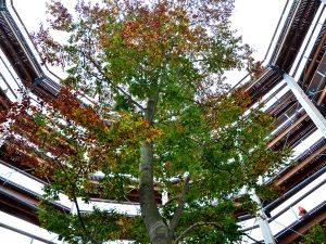 Herbst-im-Steigerwald Baumwipfelpfad