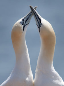 Basstoelpel-Helgoland