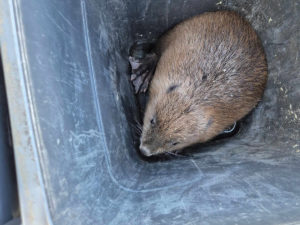 Biber-aus-Parkhaus-gerettet