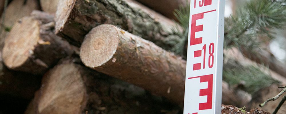Wald in Not: IG BAU Oberfranken warnt vor „Dürre-Stress“ und massiven Schäden