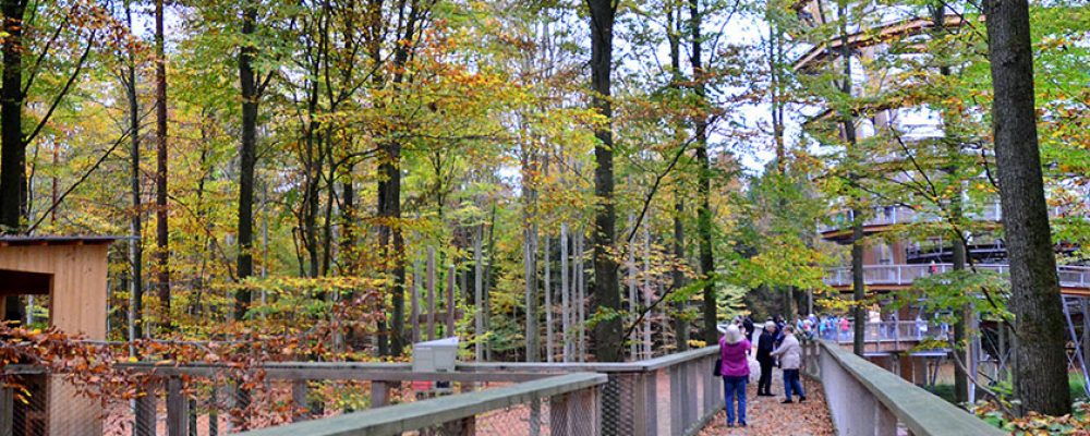Landrat: „Der Baumwipfelpfad muss erhalten bleiben!“