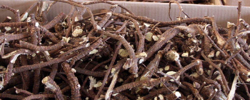 Lebenshilfe raspelt Süßholz