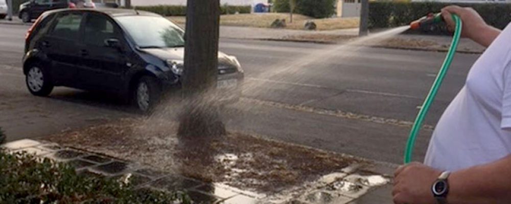Bambergs Straßengrün leidet unter der Hitze