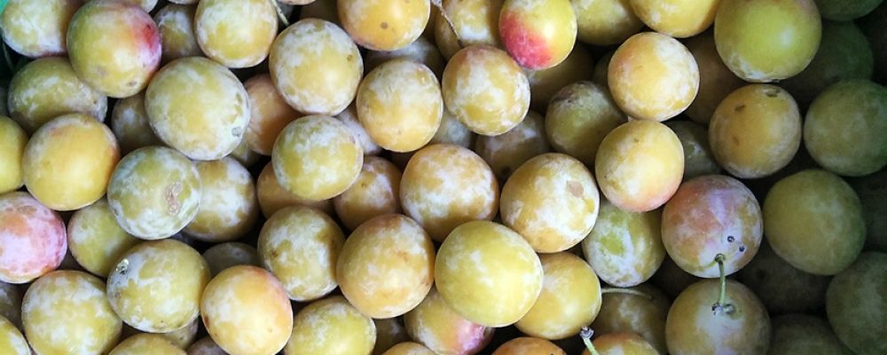 Früchte der heimischen Wiesen