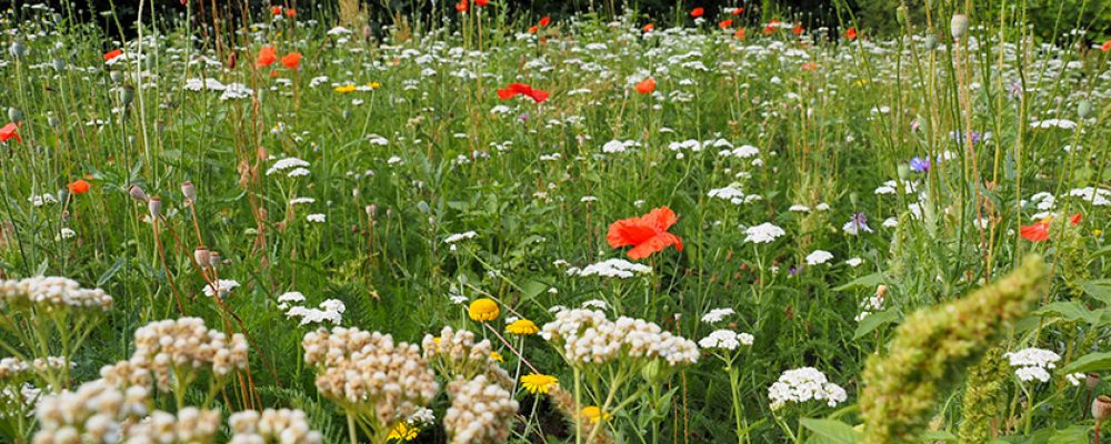 Blühwiesen am Eichendorff-Gymnasium