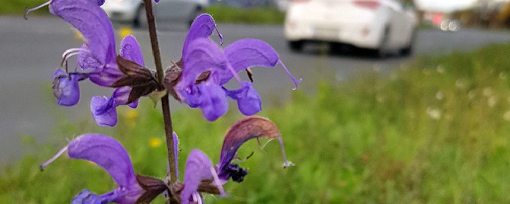 Ökologische Aufwertung der Straßenränder