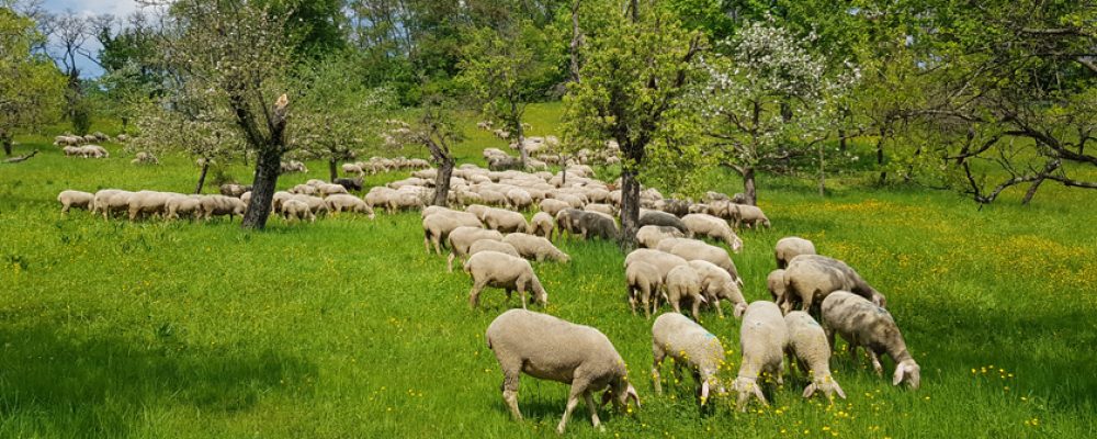 Landschaftspflegearbeiten an  den Hängen der Villa Remeis