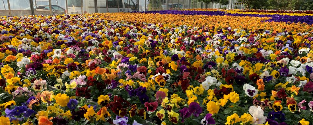 Ein Blütenmeer für Bamberg