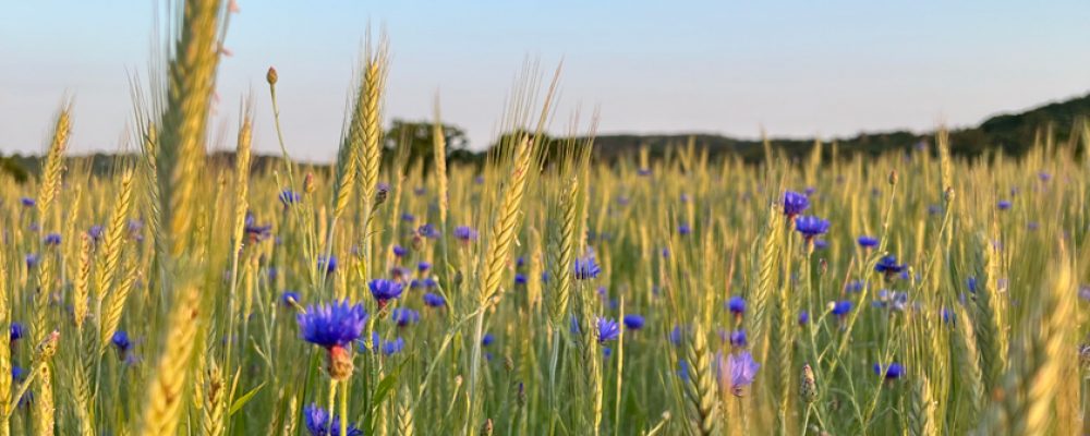 Abendexkursion Bio-Landwirtschaft