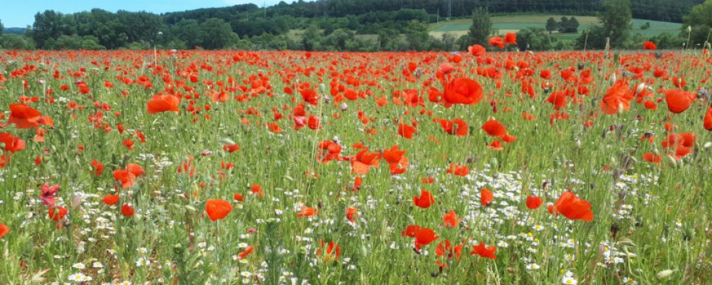 Bamberger Vertragsnaturschutz wächst