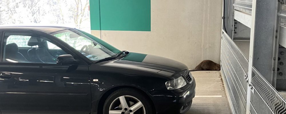 Biber verirrt sich ins Parkhaus