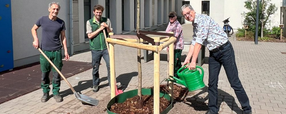 700 neue Bäume „auf einen Schlag“