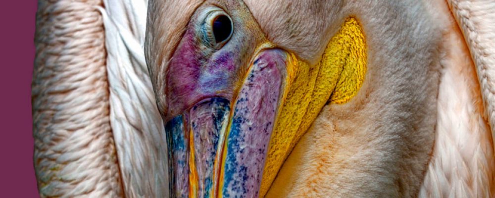 Gespräch mit dem Künstler Uwe Gaasch in der Ausstellung “Fotografische Inszenierungen” in der Stadtgalerie Villa Dessauer…  und Konzert im Garten