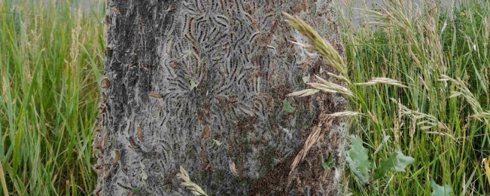 Eichenprozessionsspinner wieder aktiv