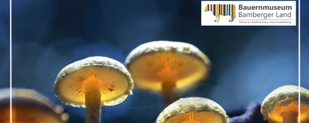 Spätsommerliche Pilze im Landkreis Bamberg