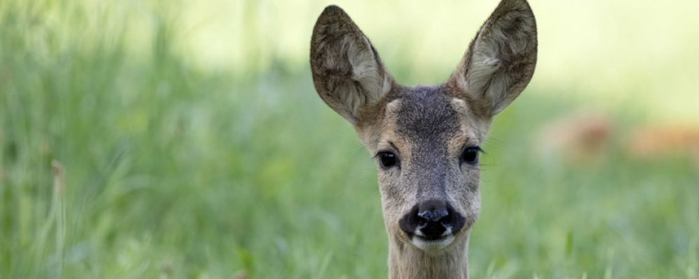 Wer war das? Tierspuren-Ausstellung in Ebrach