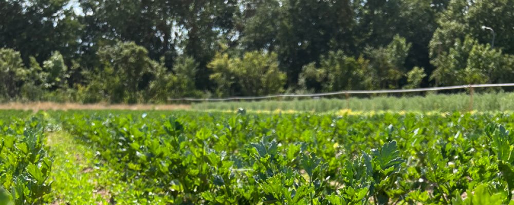 Fachexkursionen Bio-Gemüsebau