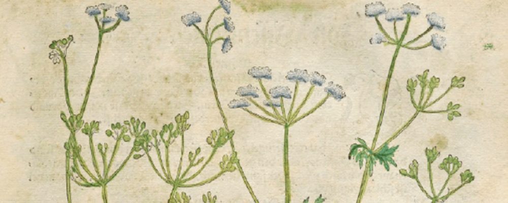 Biodiversität vor der Haustüre stärken